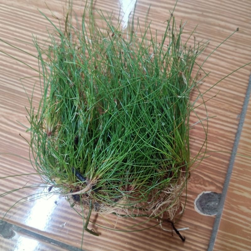 haigras vivipara per rizom isi 10/12 btg tanaman aquascape