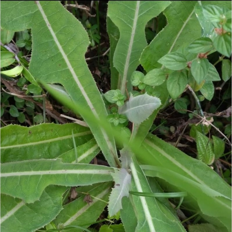 

daun termpuyung sehar 1 kg