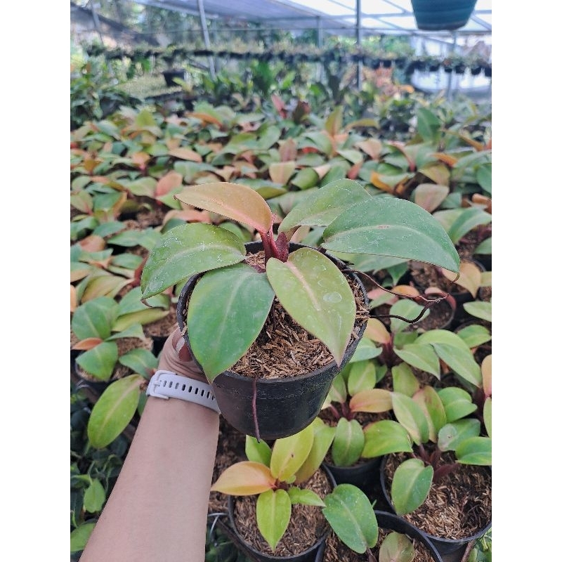 Tanaman hias Philodendron Prince of Orange