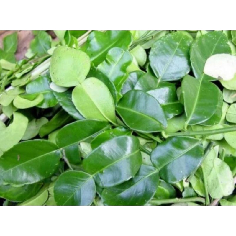 

daun jeruk purut 250gr