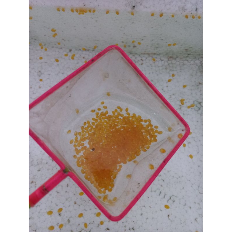 TELUR GURAME PADANG PAKET 1000 BUTIR ASLI GURAME PADANG