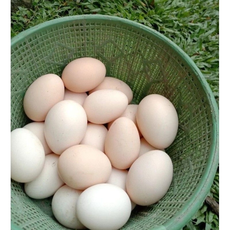 

Telor ayam kampung 1 butir / Telur ayam kampung