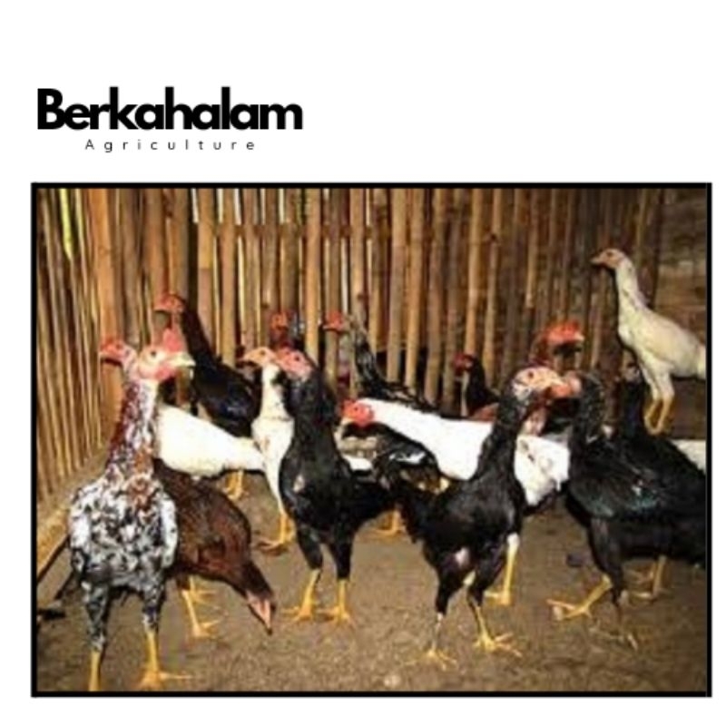 

Ayam Kampung Premium Harga Bersaing