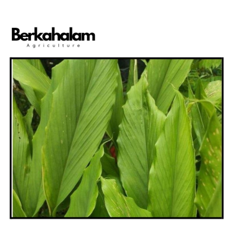 

Daun Kunyit 50 gr