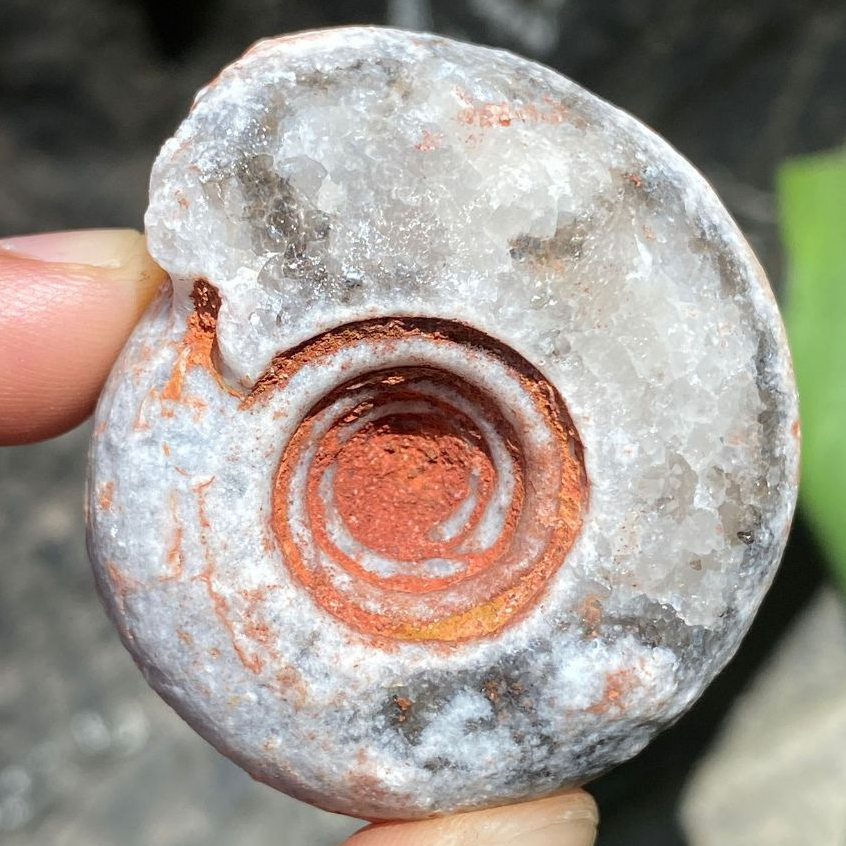 57Gr Fosil Ammonite - Natural Ammonite Perfect Calcite - Healing Crystal