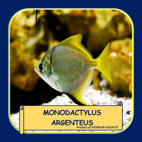 IKAN HIAS AIR TAWAR / IKAN AQUASCAPE - MONODACTYLUS ARGENTEUS