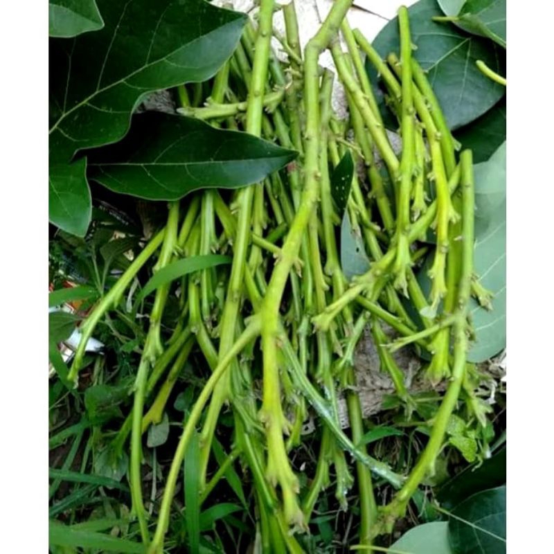 Entres Alpukat super unggul ,Aligator,Miki,Subang,Red V,SAB 034,REED,Avozila,MENTEGA.