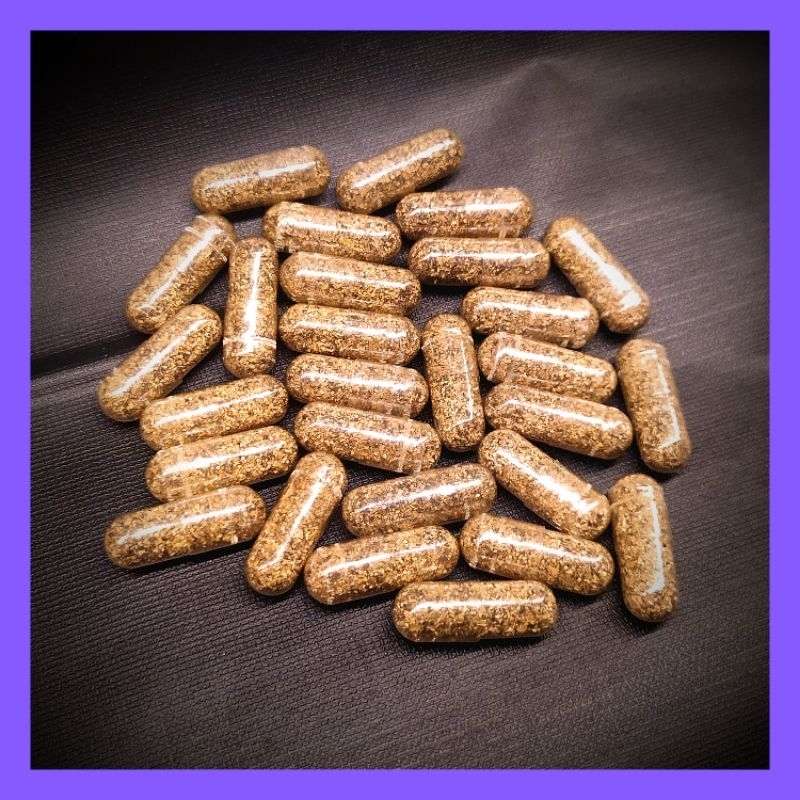 Telur kutu air telur kutir moina macrocopa sp