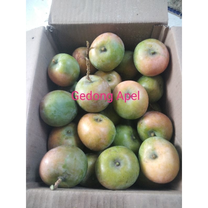 

GEDONG APEL SUPER ASLI INDRAMAYU 1KG