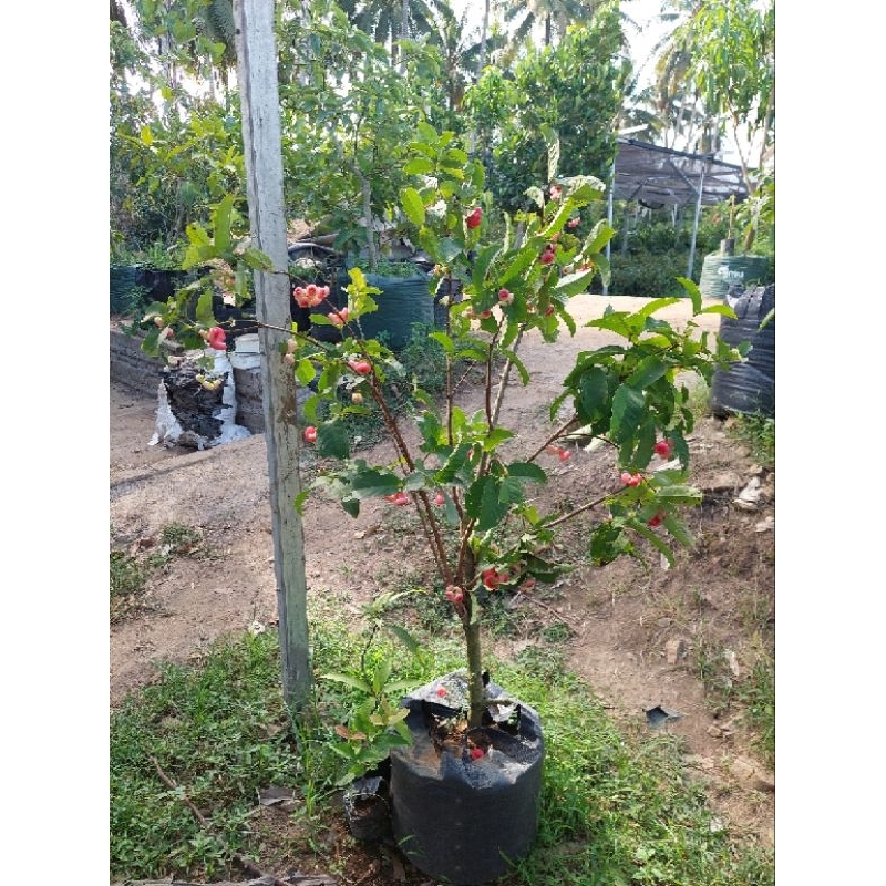 

Jambu air kancing 1 meter lebih