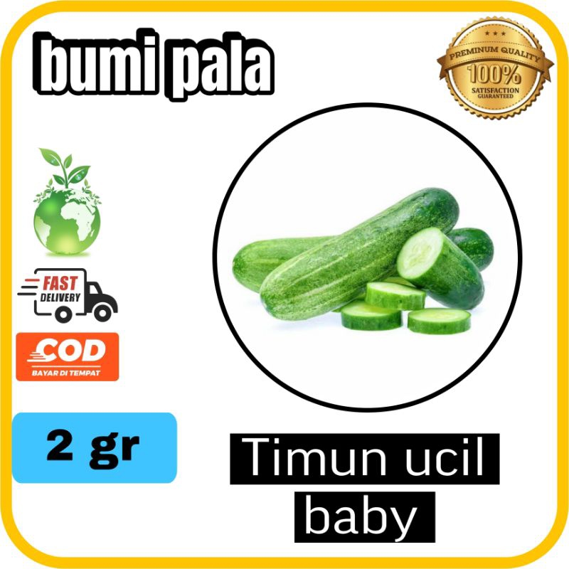 BIBIT BENIH TIMUN LALAP TIMUN BABY UCIL 2 GRAM mentimun