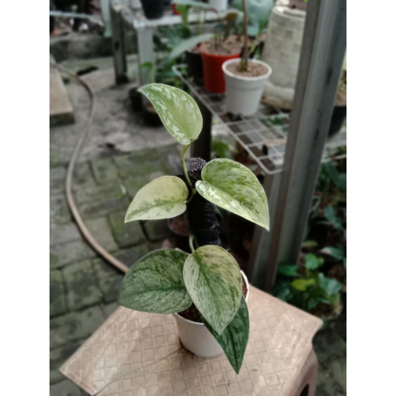SCINDAPSUS HOLOGRAM VARIGATA