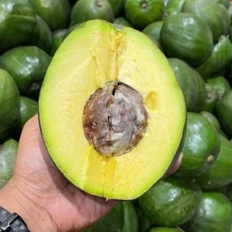 

BUAH ALPUKAT MENTEGA ASLI BATU MALANG 1KG DAPAT 2-3 BIJI. LANGSUNG DARI PETANI FULL GARANSI