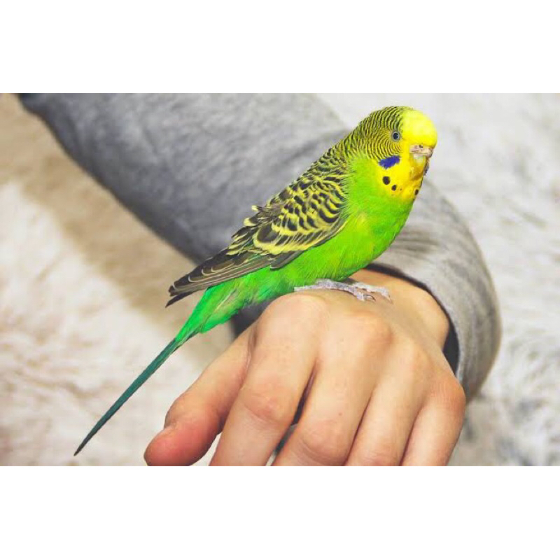 BURUNG PARKIT ANEKA WARNA | TERMURAH