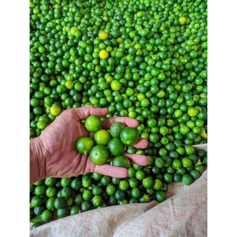 

Jeruk sonkit / jeruk songkit / jeruk kasturi / jeruk kunci / lemon cui / jeruk kalamansi / jeruk kip