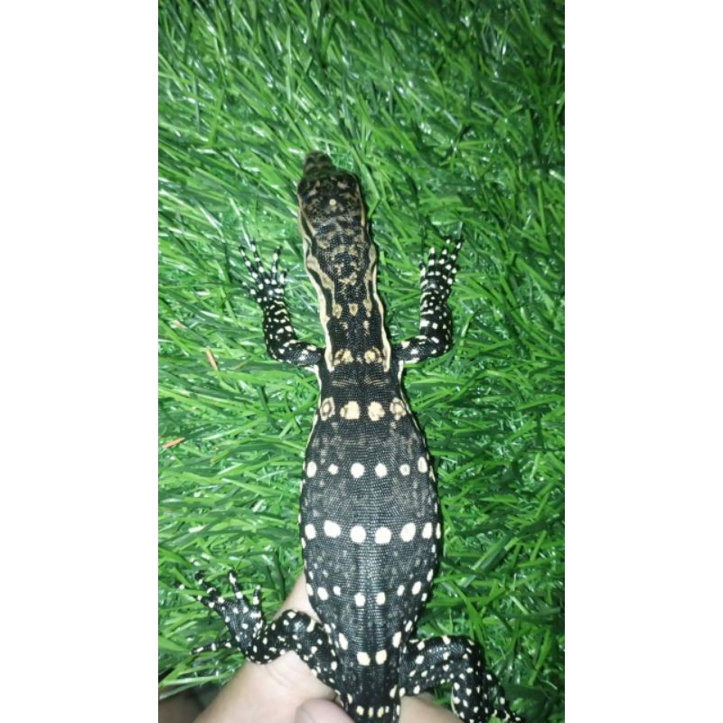 anak biawak / jinak / uk baby / reptil/ aman / salva baby