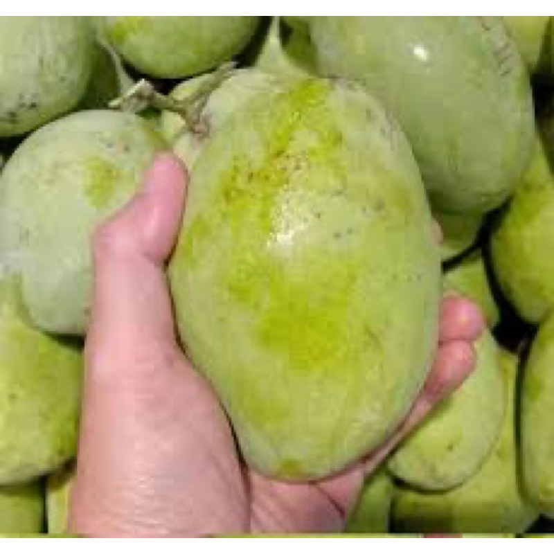 

MANGGA INDRAMAYU MENGKEL/RUJAK (Buy 1kg Free 1kg)