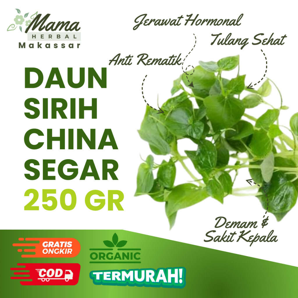 

Daun Sirih China Segar 250 gram Ketumpang Air Cina Fresh Baru Petik Herbal Anti Jerawat COD Makassar