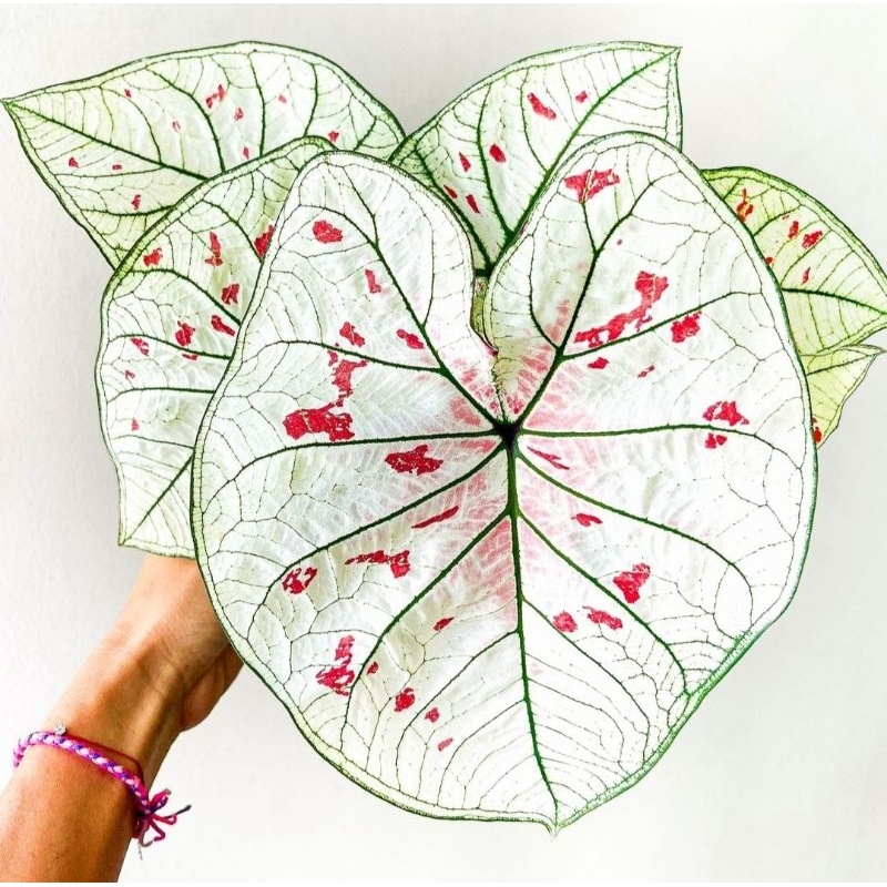 Tanaman Hias Keladi Strawberry Star Bunga Hias Keladi Caladium Anakan Murah BUKAN BONGGOL Tanaman Hi