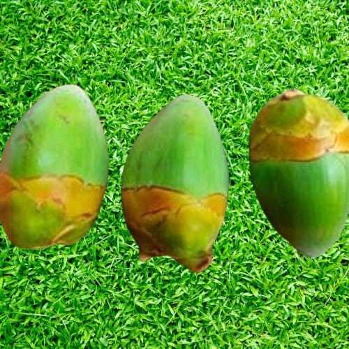 

Nala Kelapa,Tembuluk Kelapa Muda Fresh isi 12Buah Obat Herbal Diabetes/Kencing Manis