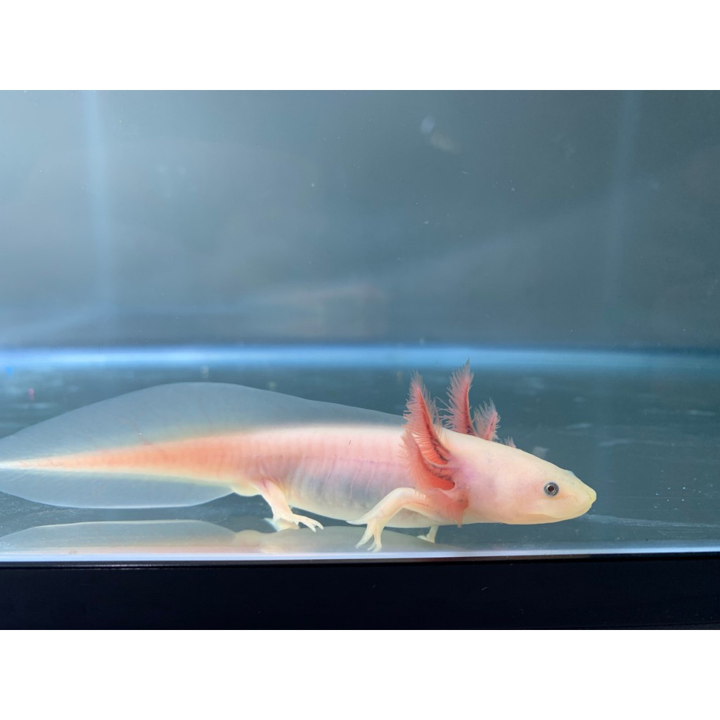 axolotl leucistic mata hitam premium quality ikan axolotl