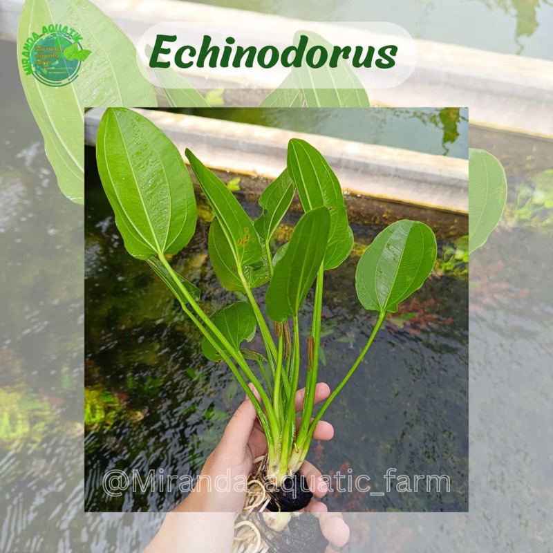echinodorus