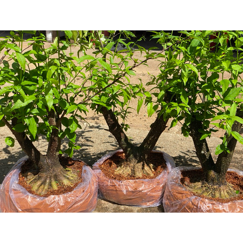 bahan anting putri prokar