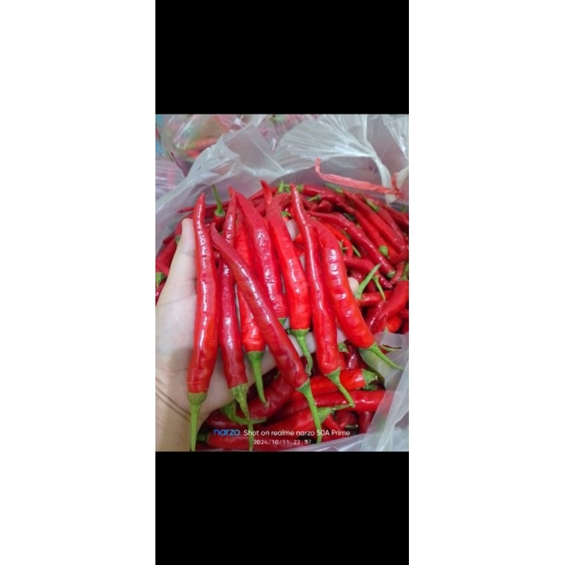 

CABE BESAR MERAH MERONA 1KG/ CABE BESAR FRESSH/CABE MURAH