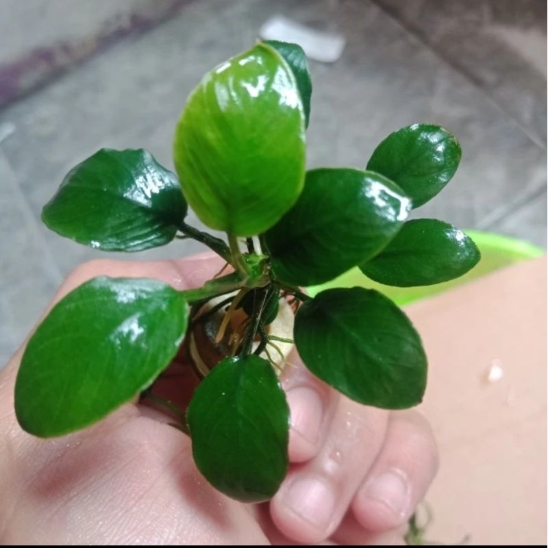 anubias Panda hijau