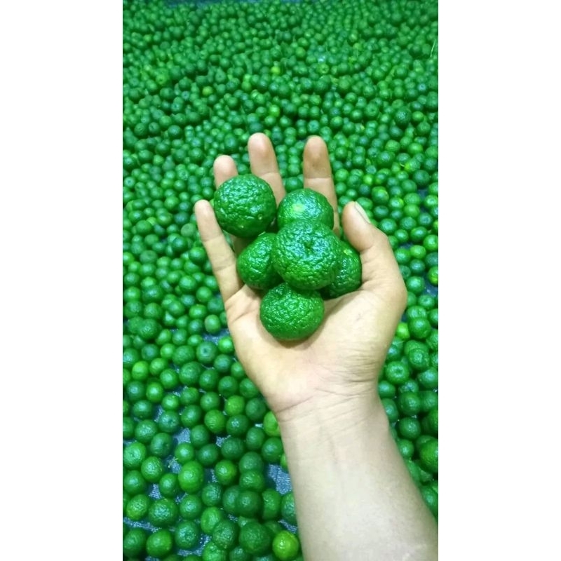 

buah jeruk limo press 250grm