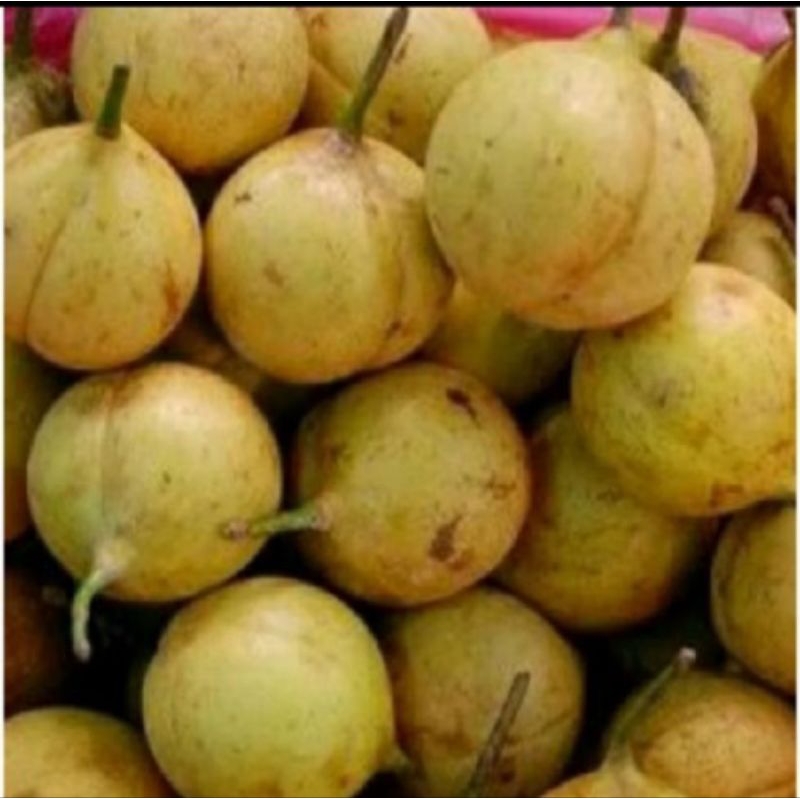 

Buah pala muda segar/utuh 1kg