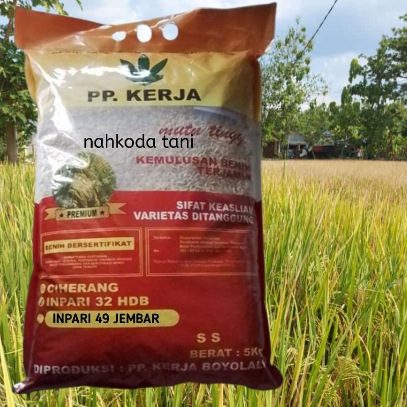 Benih padi inpari 49 jembar PP. KERJA 5kg