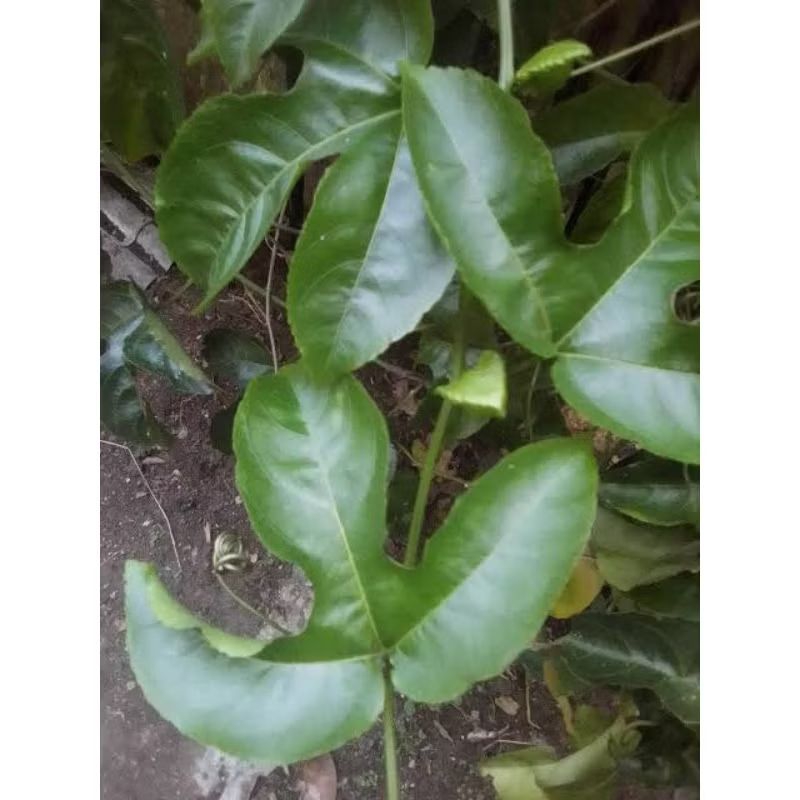 

PROMO Daun markisa segar isi 50Lembar herbal