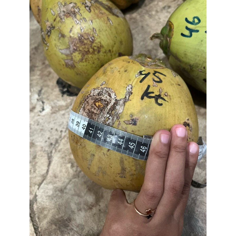 

KELAPA KOPYOR SUPER ASLI TAYU PATI SIZE 44-46 Cm 100% SEGAR DAN BERGARANSI