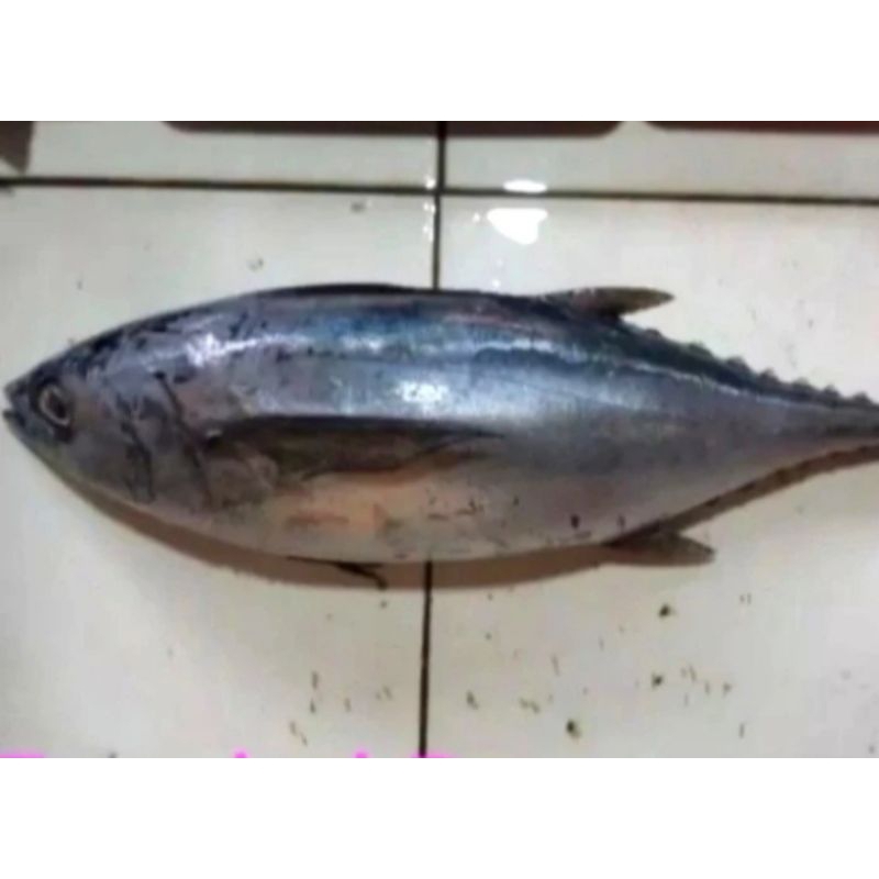 

ikan tuna besar 1ekor 2kg