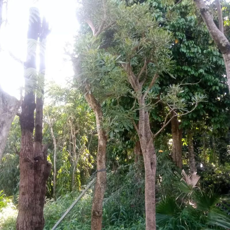 POHON TABEBUYA BUNGA KUNING / TABEBUYA BESAR