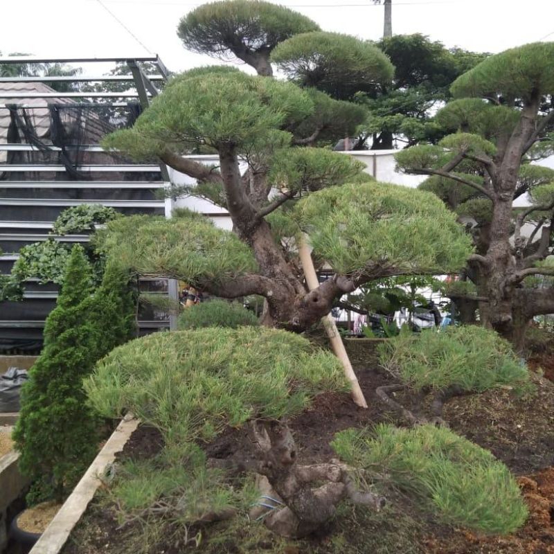 Bonsai cemara udang/pohon bonsai taman/cemara udang