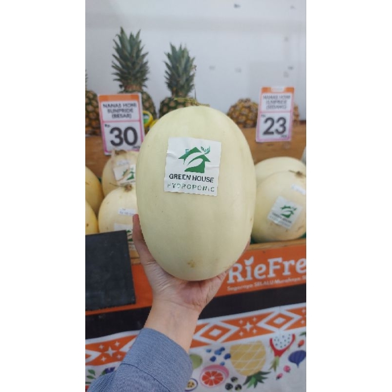 

Melon Hidroponik GH Kinanti