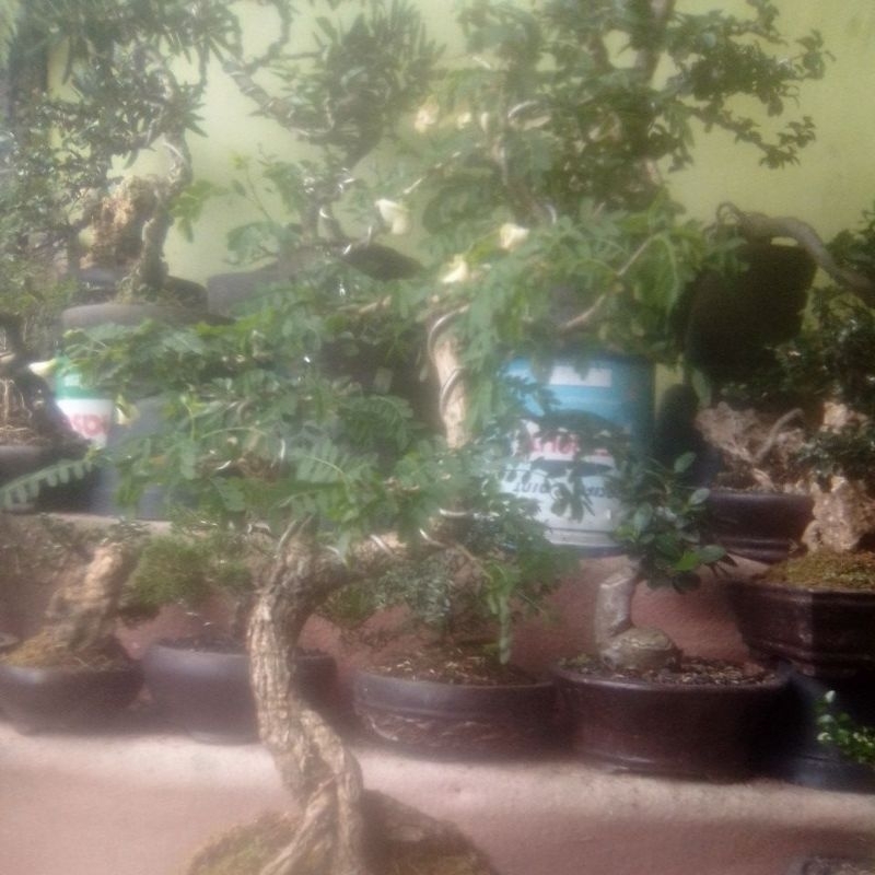 bonsai asem saraf