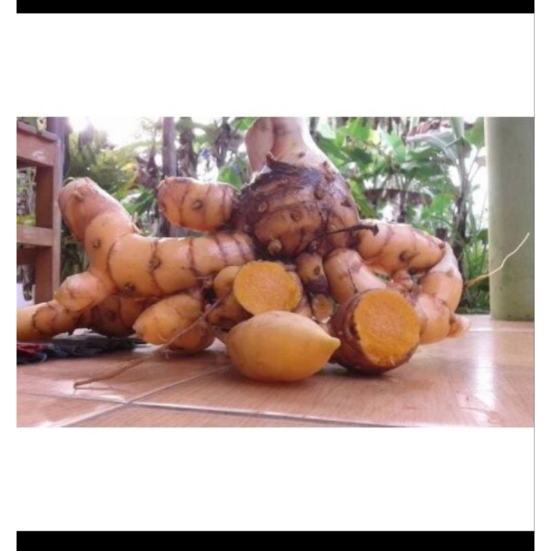 

Temu Lawak Organik Fresh Segar 500gram