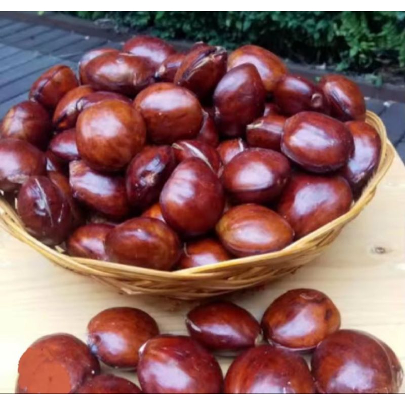 

Ssl09 Jengkol tua super Promo .6-6 .fress 1 kg.mentah