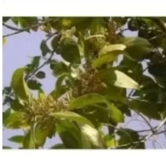 

BENALU MANGGA 100 GRAM