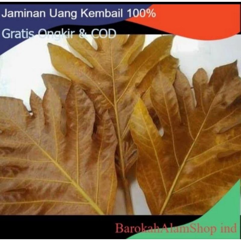 

PROMO 500GRAM DAUN SUKUN KERING BUAT PERAWATAN PENYAKIT GINJAL