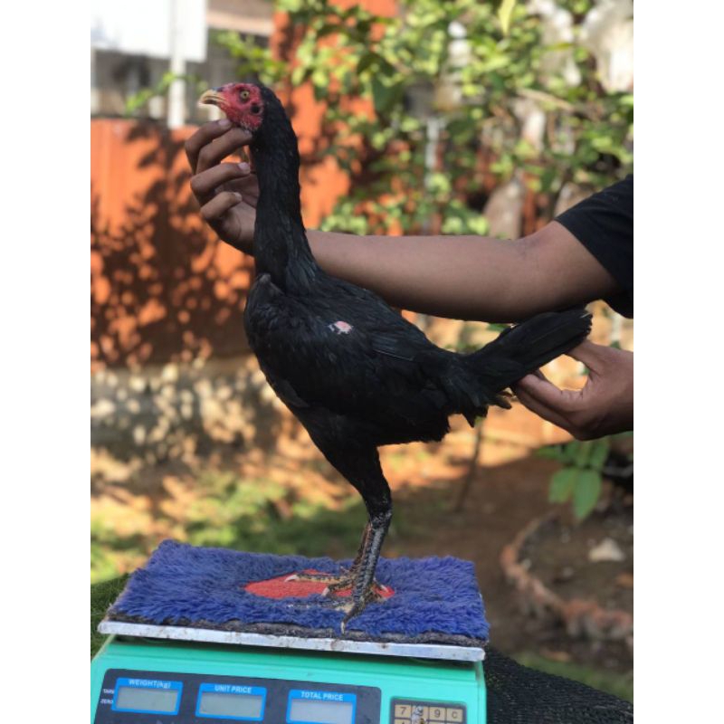 Telur ayam bangkok pakhoy brakot brutal F1