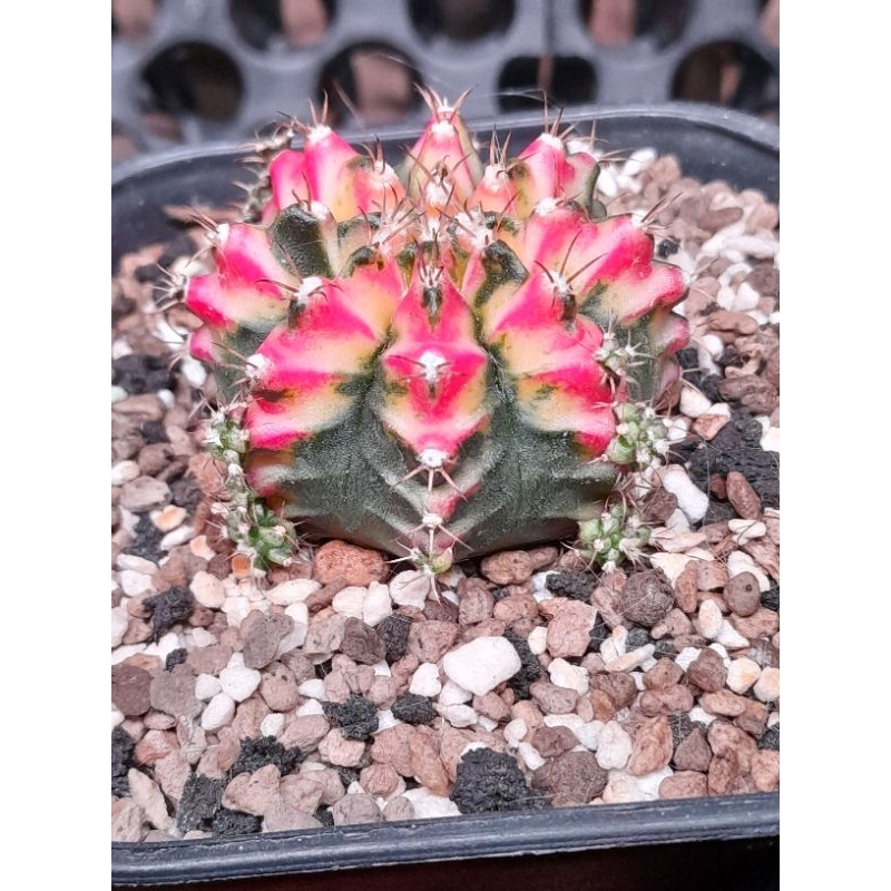 Kaktus hybrid gymno/miha/lb Varigata 9