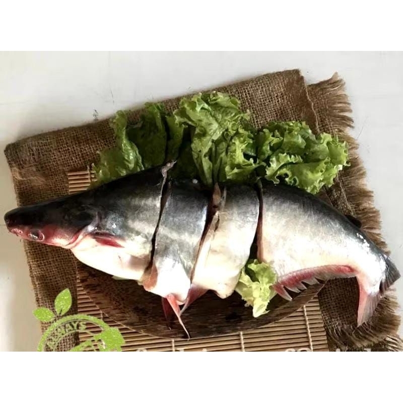 

Ikan Patin Segar 500gram
