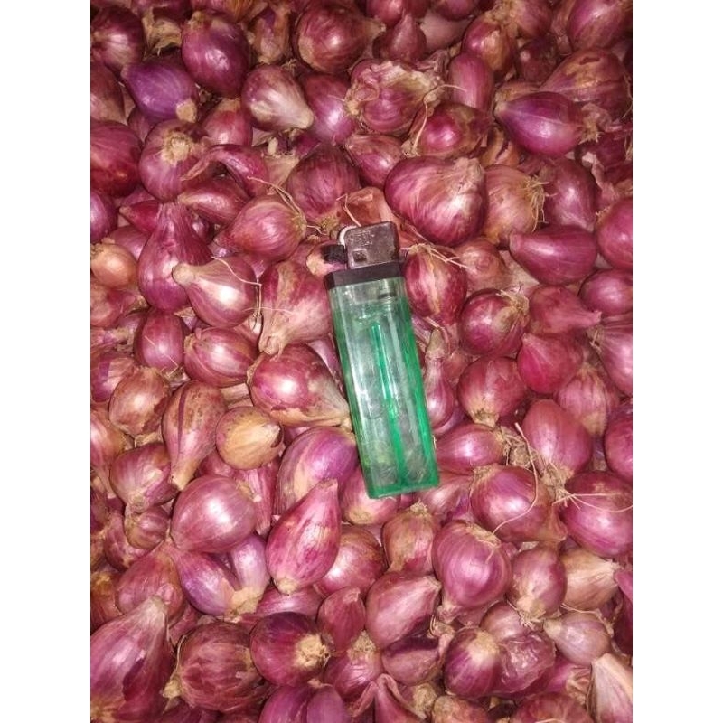 

20 RB/kg.bawang merah Brebes *kering*(tanggung besar,sedeng Campor)..baca deskripsi z bund... video real...lihat juga produk lain z bund..