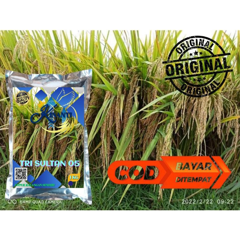 BENIH PADI TRI SULTAN 05 ORIGINAL KEMASAN 1KG