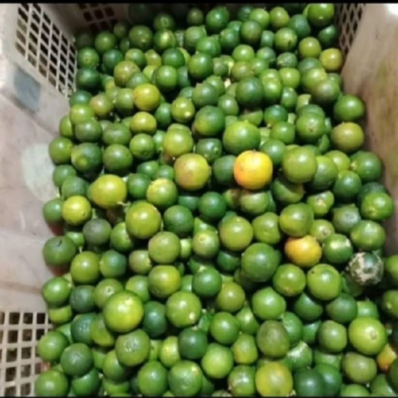 

Jeruk Kasturi/Jeruk Kalimansi Segar 1 Kg
