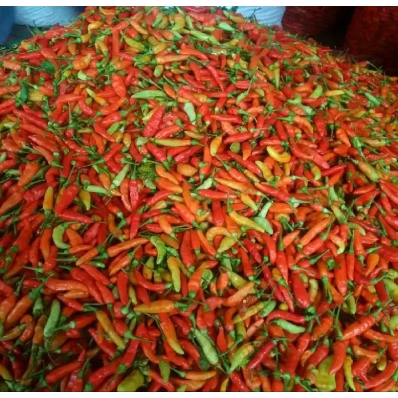 

lombok kecil